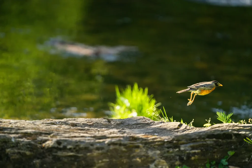Natuur met vogel in de lucht bij boomstrong